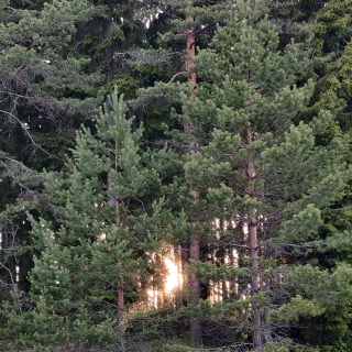 Millainen on suhteeni metsään(i)?&nbsp;lapsuusmuistoja