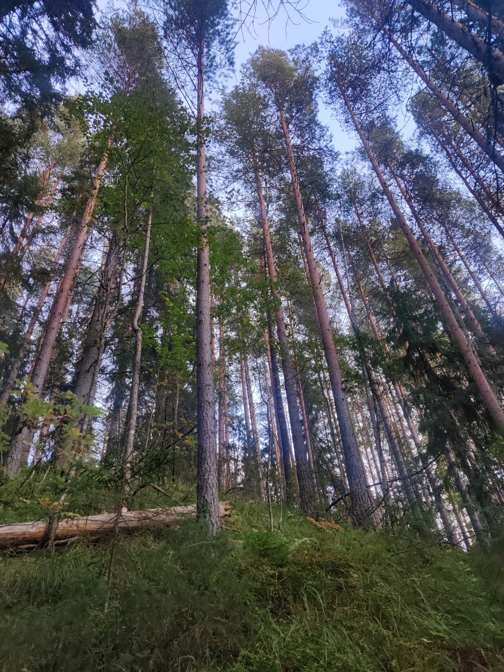 Etätyön haasteet – miten irtautua työstä kotona? Ensiapua&nbsp;metsästä